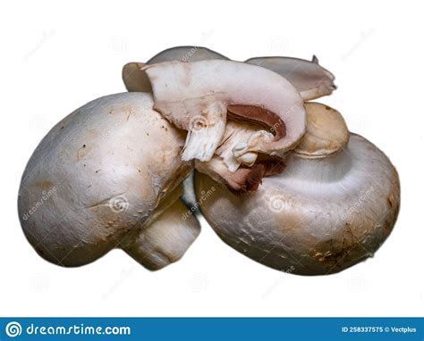 Fresh Edible White Mushrooms and White Background Stock Image - Image ...