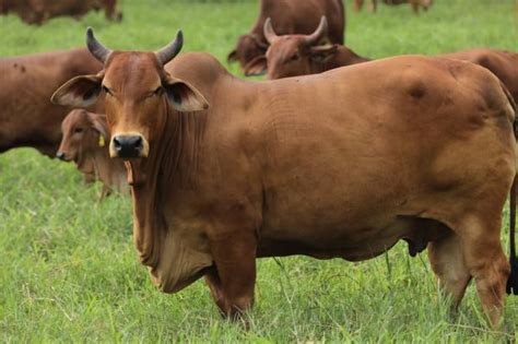 Raça Bovina De Pelo Curto - +70 RAÇAS BOVINAS - Características e exemplos com fotos