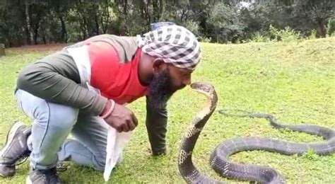 Homem é flagrado beijando a cobra mais perigosa do mundo e vídeo ...