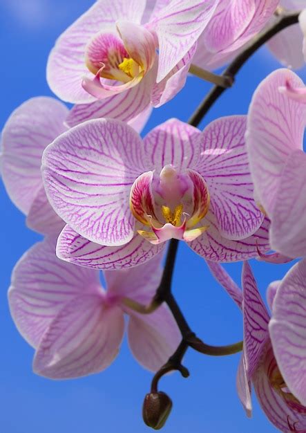 Premium Photo | Summer orchid flowers 2