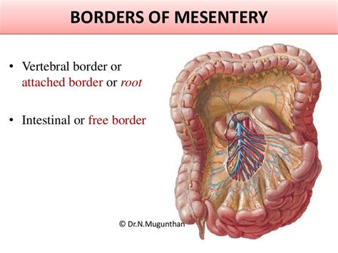 Mesentery, jejunum, ileum & superior mesenteric artery -PDF Lecture N…