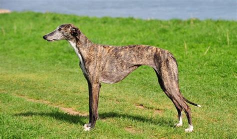Saluki vs Galgo Espanol - Breed Comparison | MyDogBreeds