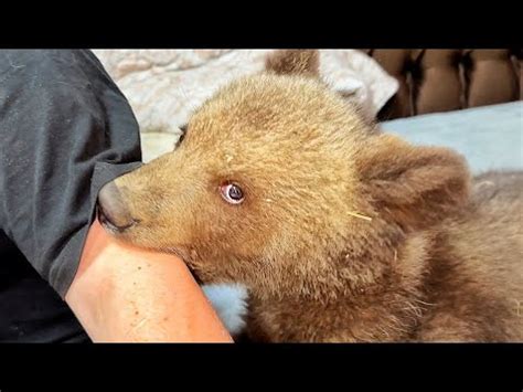 Медвежонок, который ехал НА ГИБЕЛЬ на ПРИТРАВОЧНУЮ СТАНЦИЮ, вышел из ...