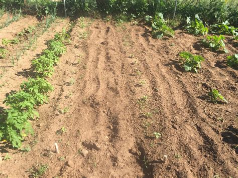 Growing Potatoes Zone 7A at Vanessa Navarro blog