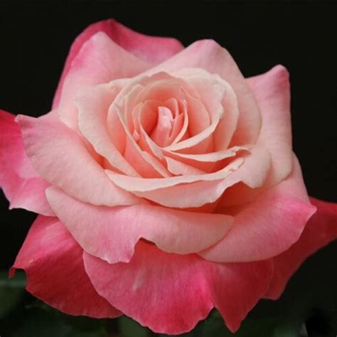 Color Magic | Roses' Name