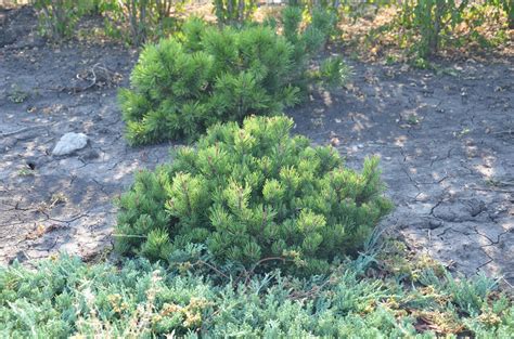 Купить Сосну горную. Pinus montana саженцы | PLANTE.md