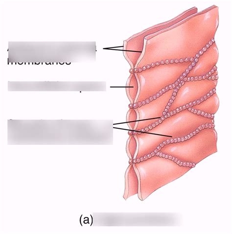 Cell Junctions Diagram | Quizlet