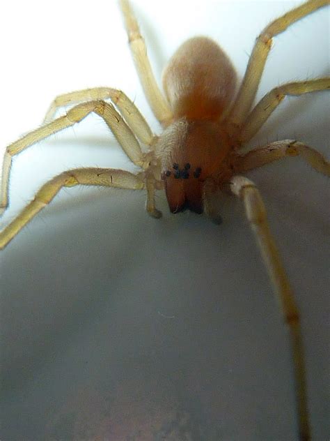 keep creative: Spider (with extra mutant eye?)
