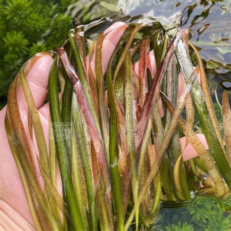 vallisneria spiralis flower