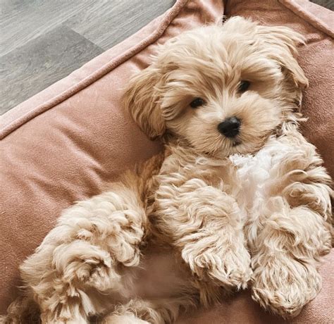 Maltipoo dog breed information facts pictures price – Artofit