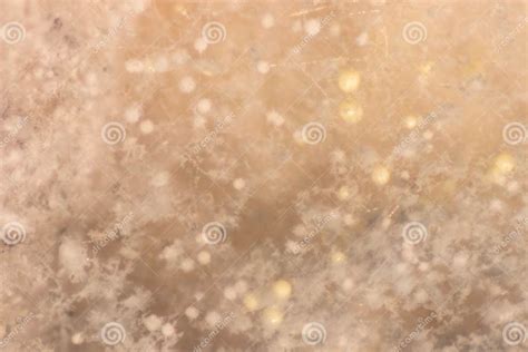 aspergillus mold  microbiology stock image image  laboratory