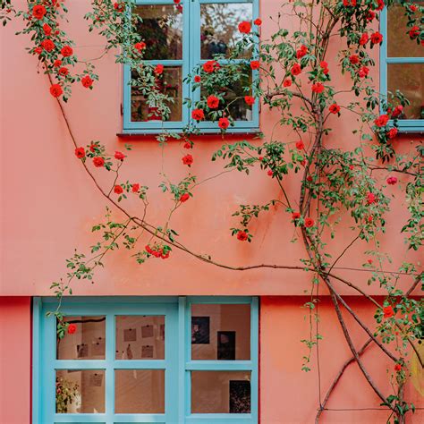 When to prune a climbing rose – here's what Monty Don says | Ideal Home