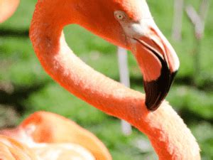 Flamingo Adaptations – All You Need To Know