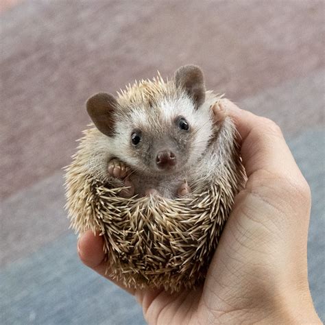 Macchiato