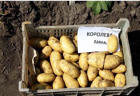 Купить Картофель семенной Королева Анна первая репродукция в Минске ...