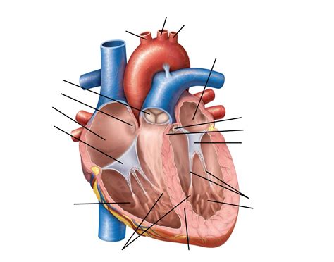 sagittal cut  heart quiz