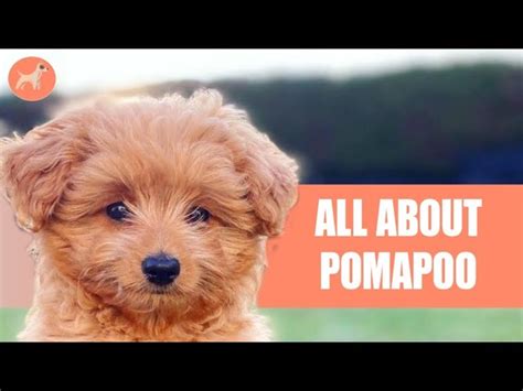 Pomeranian And Toy Poodle Mix | Wow Blog