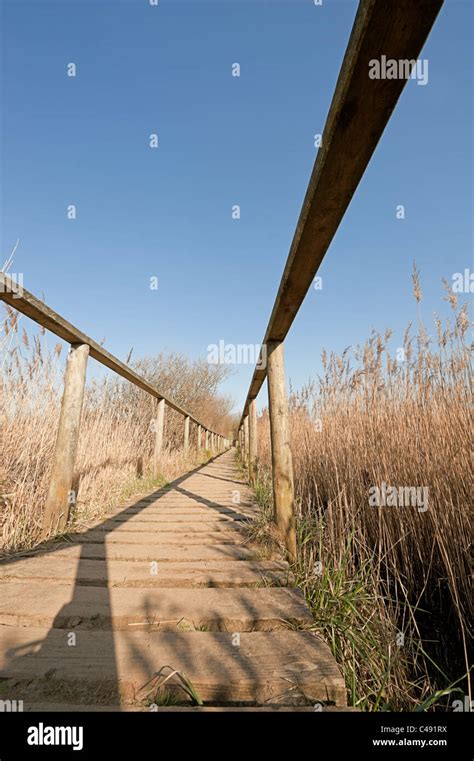 berrow dunes  boardwalk  berrow marsh reedbed berrow