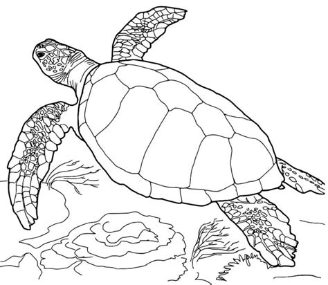 Desenho De Tartaruga Colorida