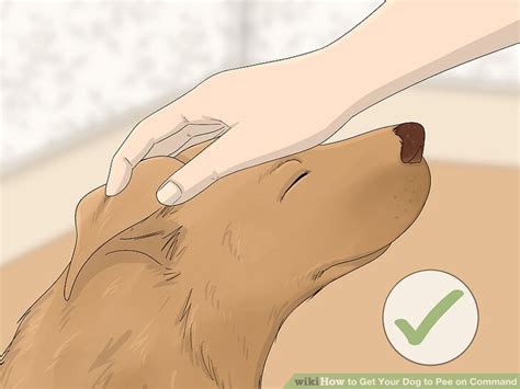 how to get your dog to pee