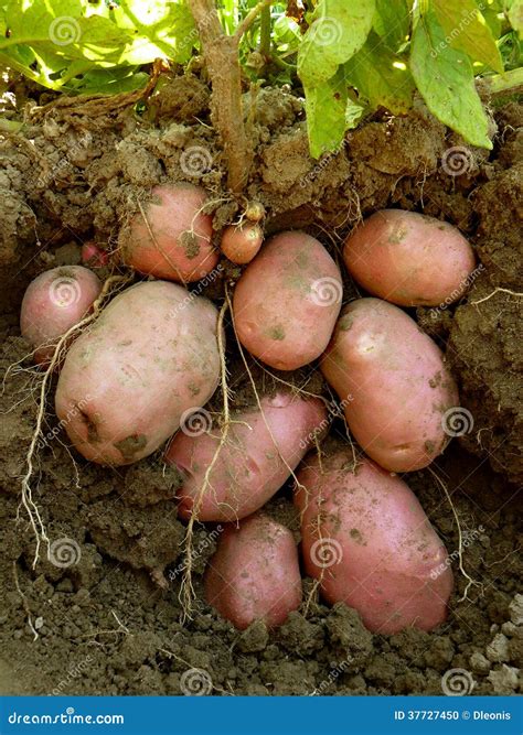 How To Plant Sweet Potato From Tubers at JENENGE blog