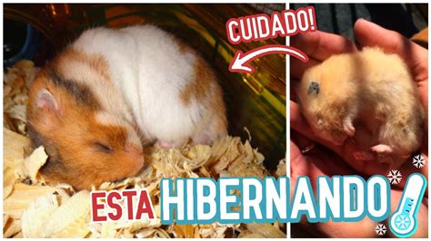 Como Saber Se O Hamster Morreu