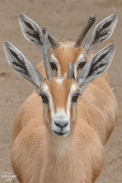 Gazelle im Doppelpack Foto & Bild | tiere, zoo, wildpark & falknerei ...