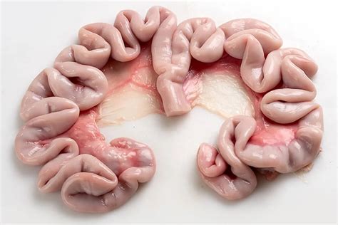 qué es la nana - Animal Gourmet