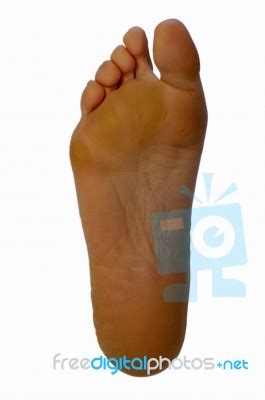 Right Foot Female Stock Photo - Royalty Free Image ID 100383252