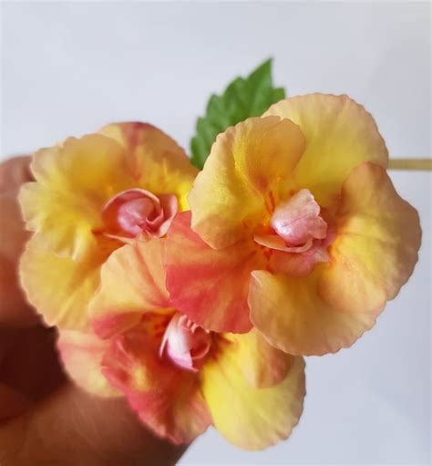 Achimenes Limoncello - Grădina | Flori, Plante, Bulbi | Timișoara