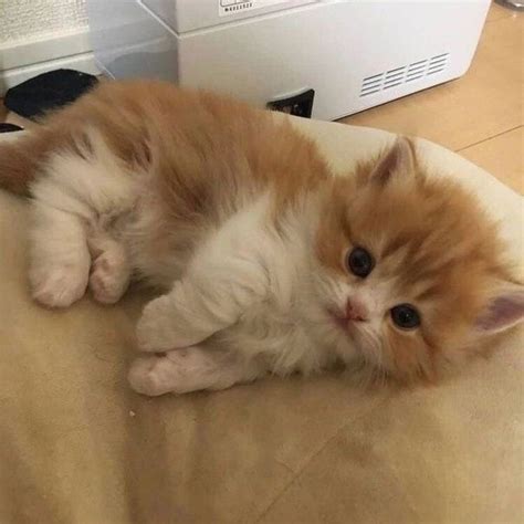 мявки. Пост со стены. | Kittens cutest, Cute cats, Baby cats