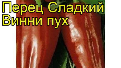 Перец Винни Пух Описание Сорта Фото Отзывы – Telegraph