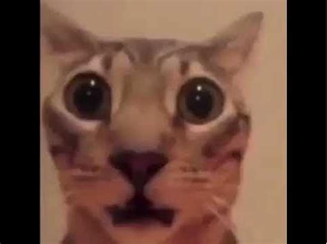 gato - Meme subido por luccapro10 :) Memedroid
