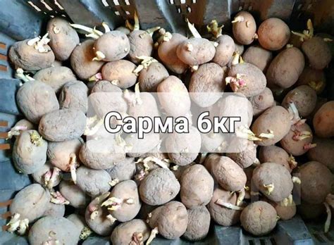 Продам Семенной Сортовой Картофель50р. кг! 6 сортов! Всего 50 кг, новый ...