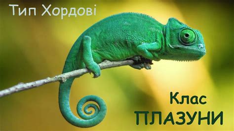 Загальна характеристика класу Плазуни - YouTube