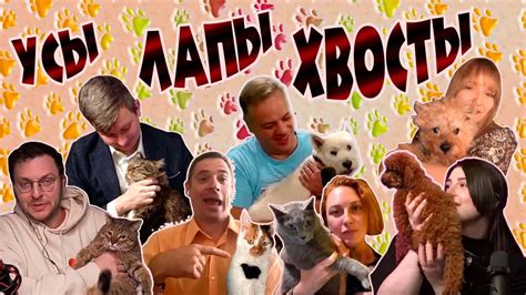 Усы, лапы и хвосты 🐶🐱 - YouTube