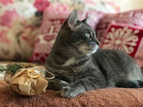 Новогодний котик