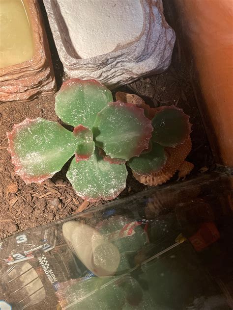 can gecko hiding cheap 8