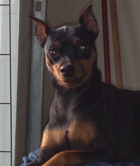 My little minpin | Dogs, Animals, Min pin