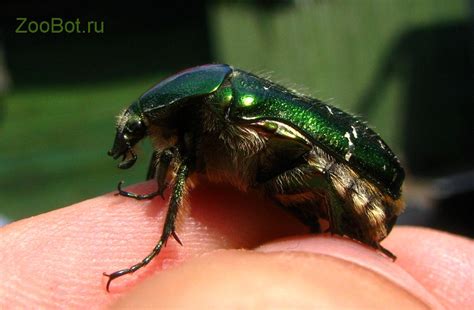 Бронзовка золотистая (Cetonia aurata)