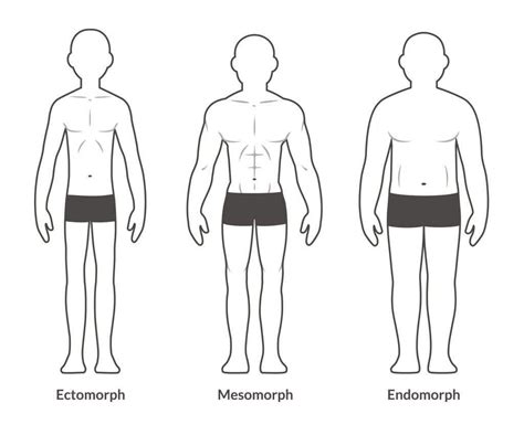 Dieta para endomorfo: O que é e benefícios - Cuidaí