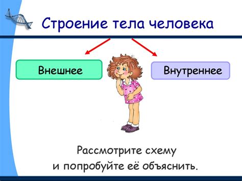 Строение тела человека - презентация онлайн
