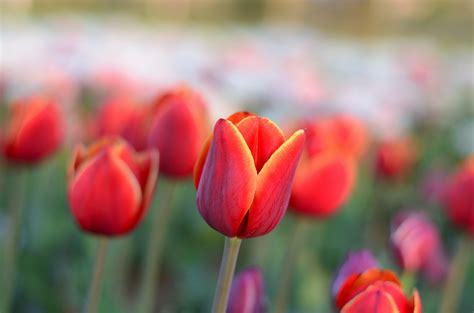 images nature petal daisy tulip pattern green close