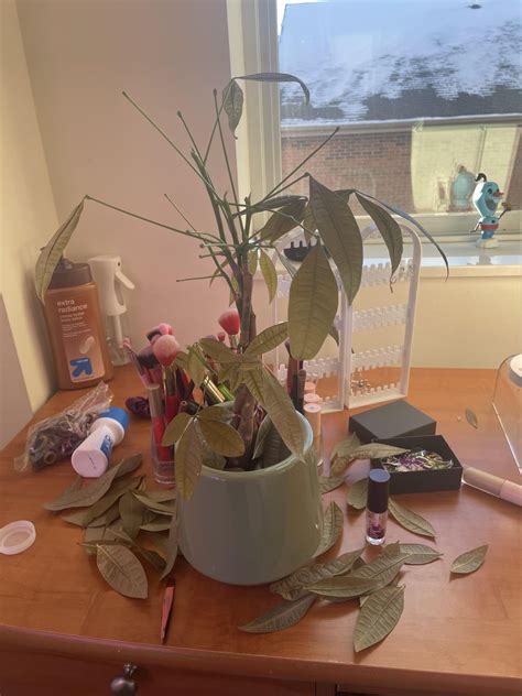 money tree is bald asf : r/houseplants