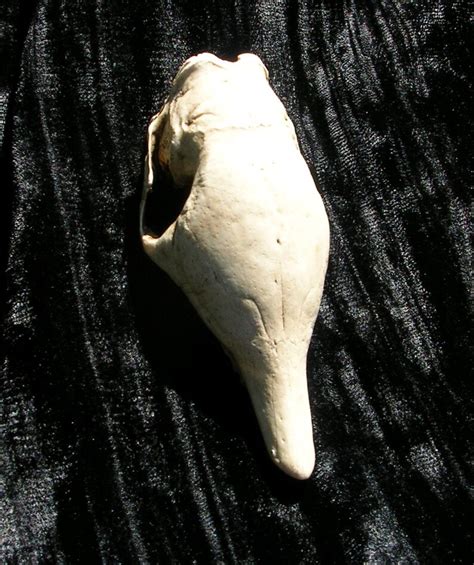 Armadillo Skull Realistic Resin Replica North American Nine - Etsy