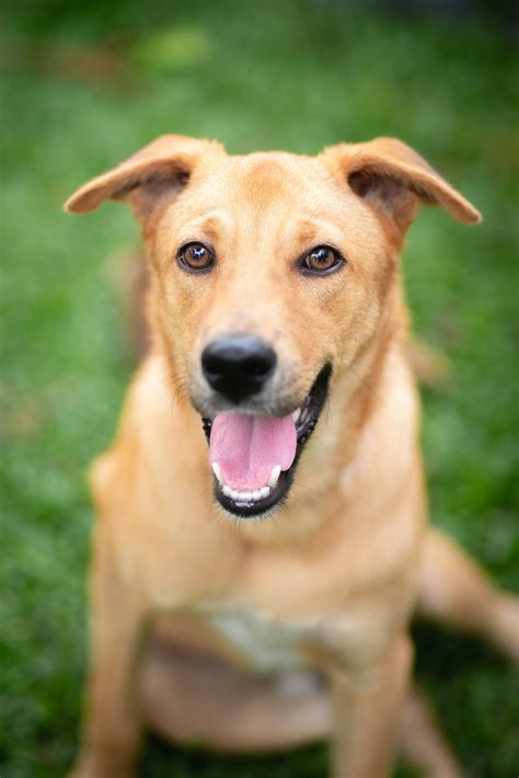 Affectionate Hand Petting a Stray Dog in India · Free Stock Photo