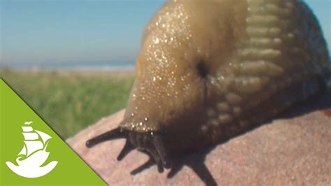 Animals without limbs - YouTube