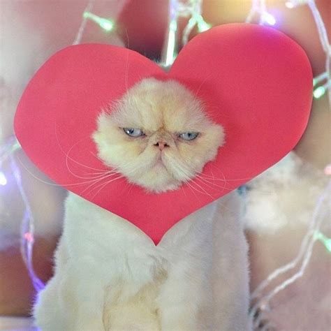Котик с сердечками - фото и картинки: 66 штук