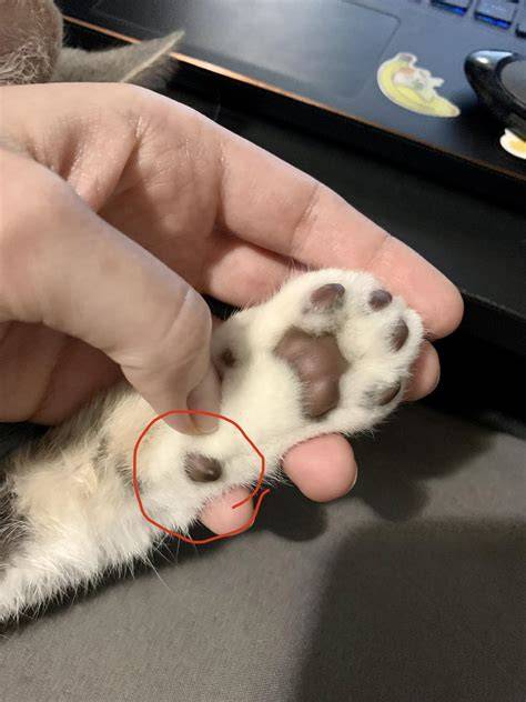 Do all cats have this extra toe bean? : r/cats