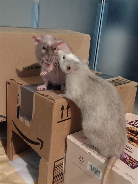 Little babe spam. Emil (naked) and Azzy-bean (white/grey) : r/RATS
